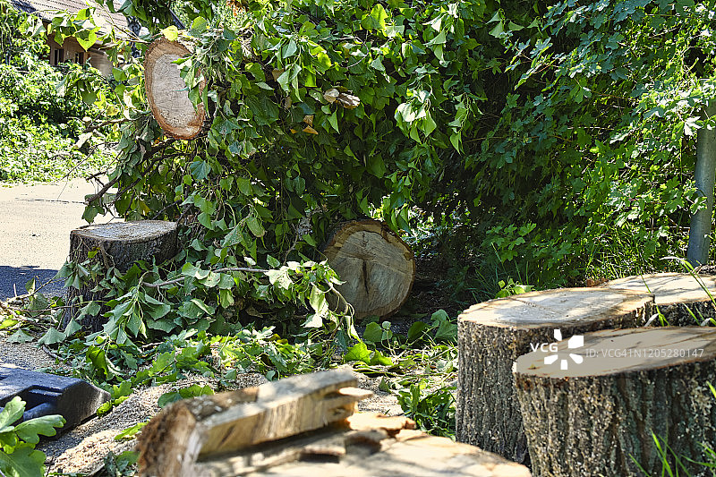 一场暴风雨后倒下的树的残骸。图片素材