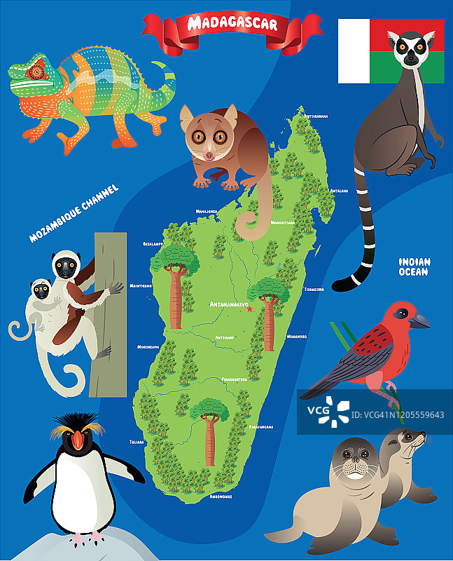 马达加斯加动物地图，马达加斯加动物，马达加斯加佛迪，亚南极海狗，海狗，企鹅，环尾狐猴，安塔那那利佛，托阿马西纳，安西亚拉贝，菲亚纳兰索，马哈江加，托利亚拉，安塔那那利佛，安塔那那利佛，安波旁，安波旁，安帕拉图片素材