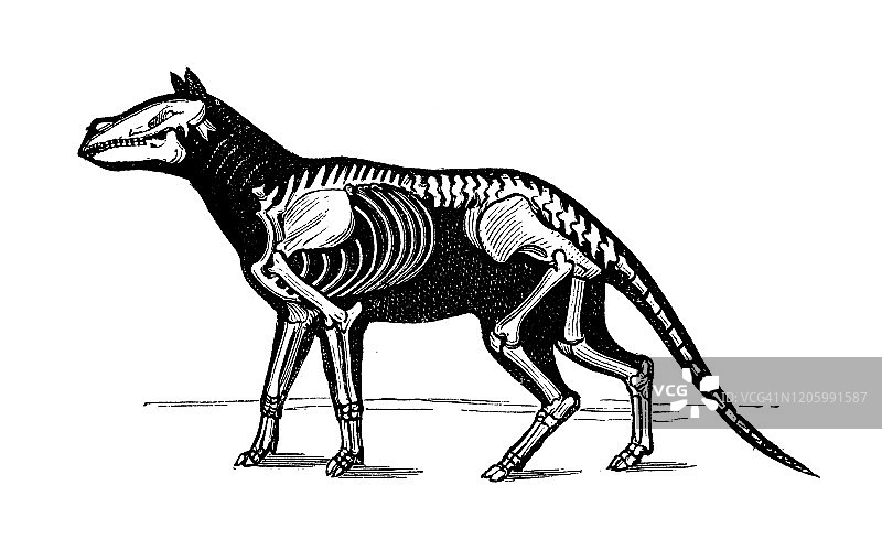 古董动物插图:天牛图片素材