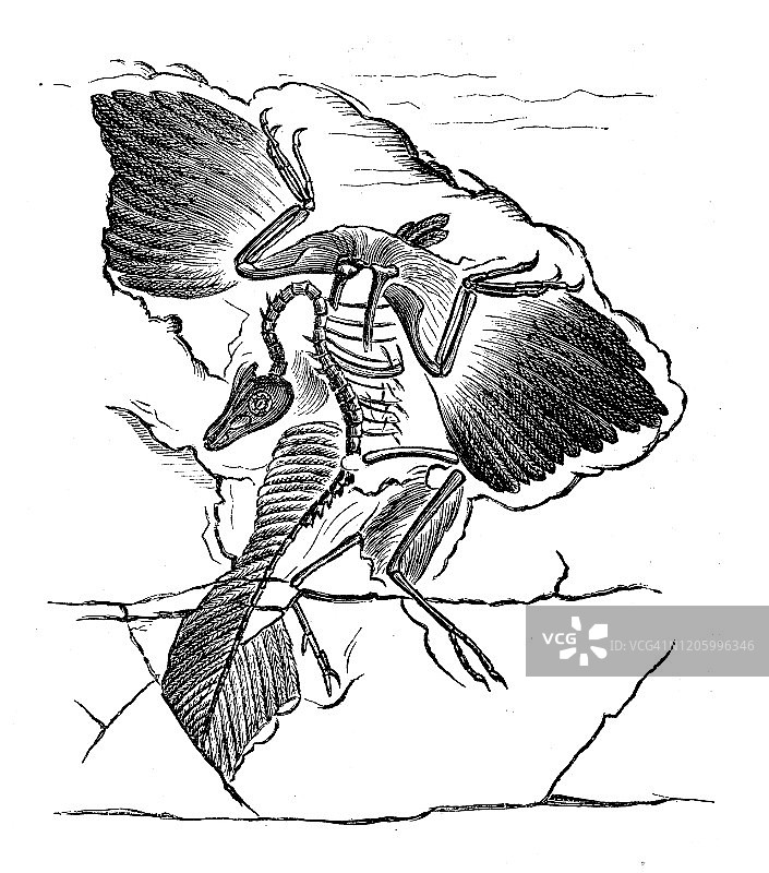 古董插图:“始祖鸟”图片素材
