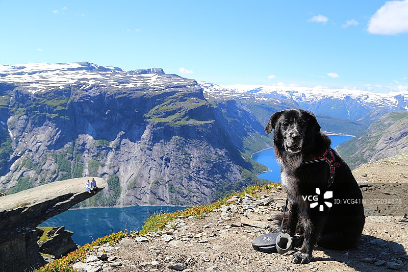 坐在挪威巨魔之巅的狗图片素材