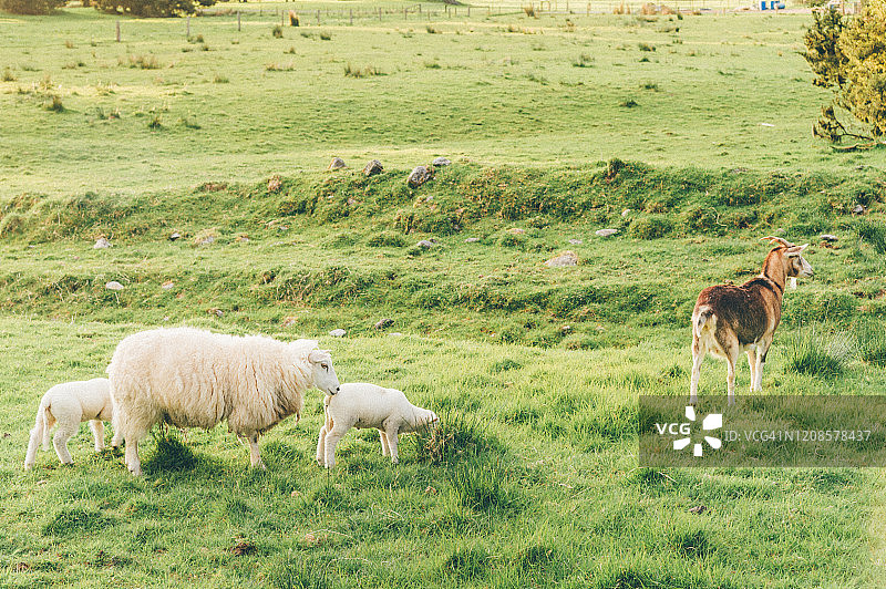 以自然景观为背景的新西兰南岛白羊群图片素材