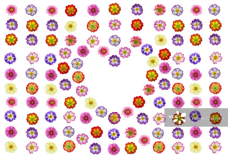 报春花在一排排报春花中形成了心形图片素材