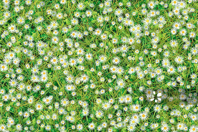 洋甘菊和青草的草地。无缝的背景图片素材