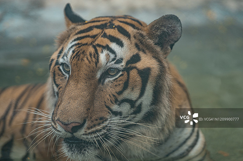 老虎在丛林动物园里图片素材