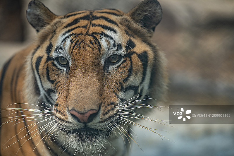 老虎在丛林动物园里图片素材