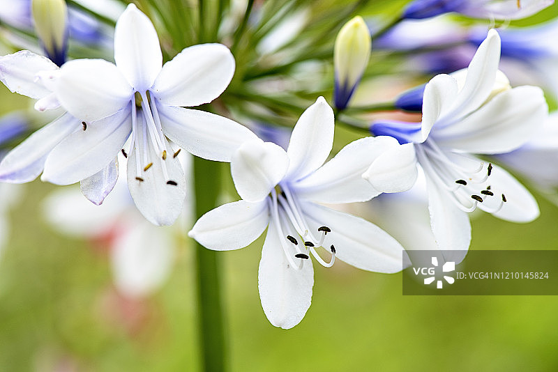 特写照片美丽的夏天开花的白色和蓝色的花Agapanthus africanus 'Twister'非洲蓝百合图片素材