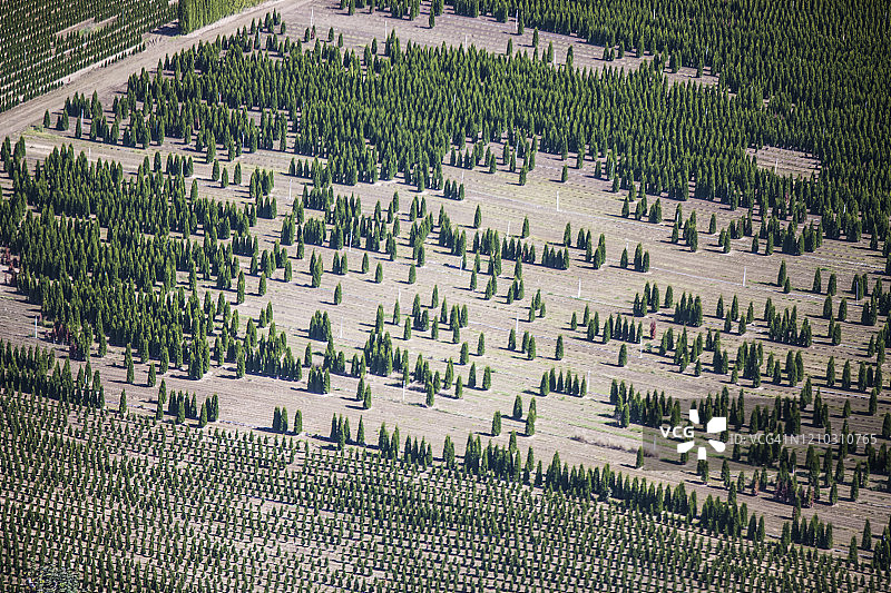 鸟瞰图的树木种植园，弗雷泽谷，B.C.图片素材