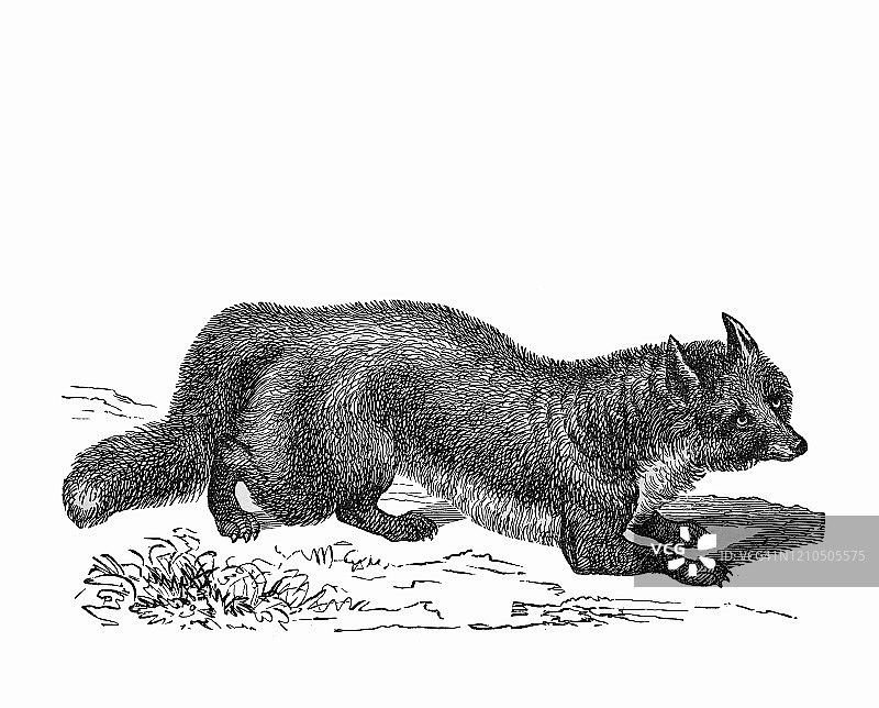 常见狐狸-食肉动物的古老雕刻插图。古董插图，流行百科全书出版1894年。这幅作品的版权已过期图片素材