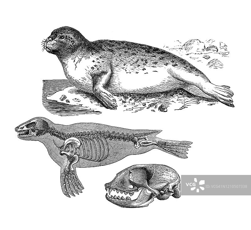 常见海豹-食肉动物的古老雕刻插图。古董插图，流行百科全书出版1894年。这幅作品的版权已过期图片素材
