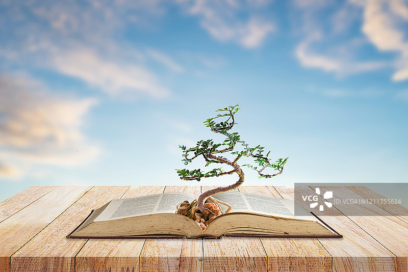 树木的知识书上的可持续教育和环境概念，打开书的木板上的天空背景。图片素材