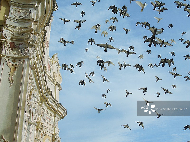 鸟类的迁徙图片素材