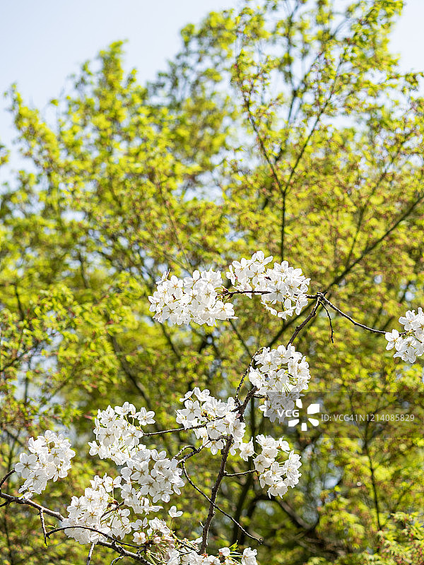 杭州公园里的樱花特写照片，中国图片素材