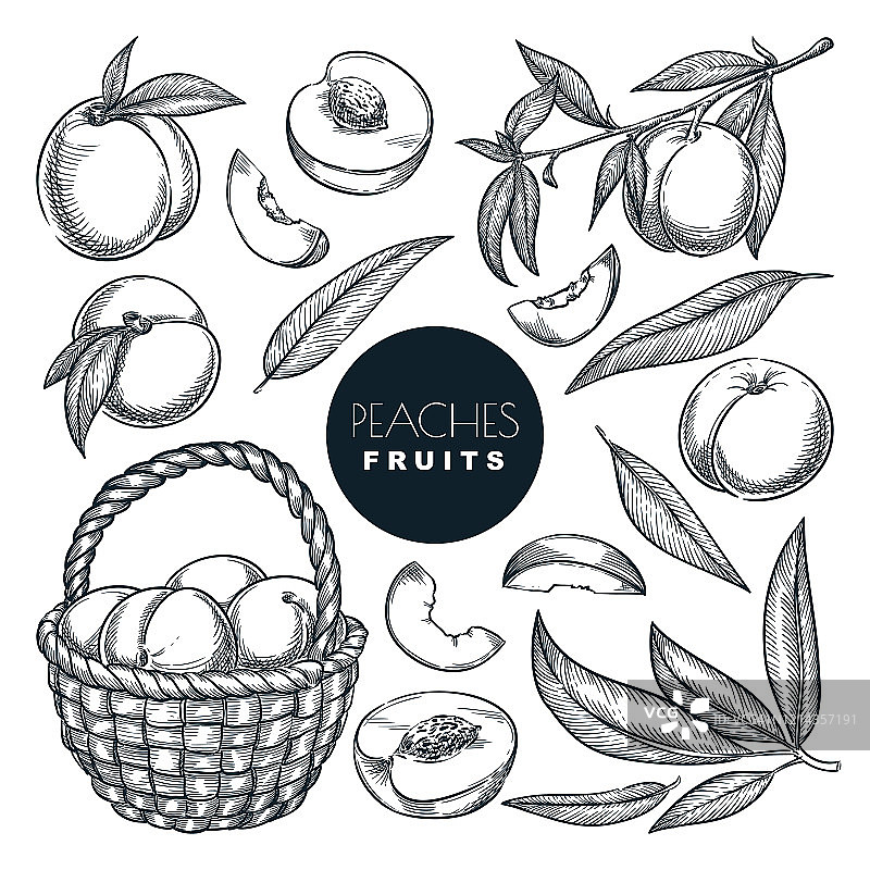 篮子里的桃子，矢量图素描。收获水果，手绘田园农业孤立设计元素图片素材