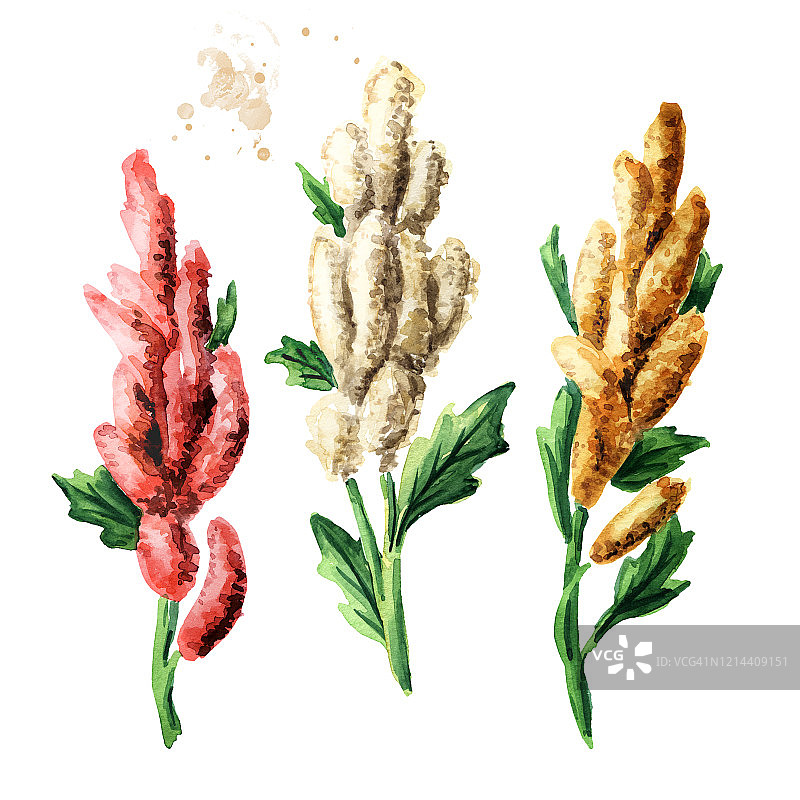 奎奴亚藜植物。手绘水彩插图，孤立的白色背景图片素材