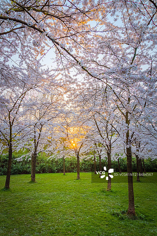 夕阳穿过樱花树图片素材