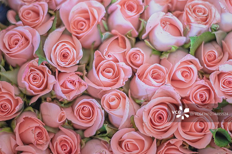 特写粉玫瑰花束，德国，欧洲图片素材