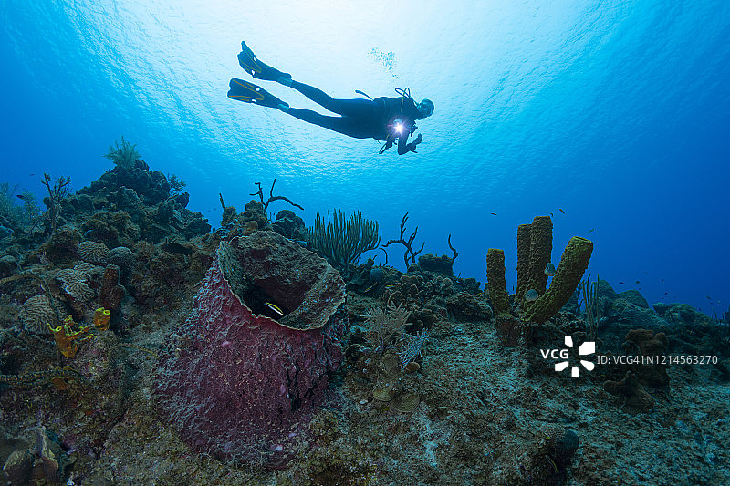 加勒比海洋生物和女潜水员图片素材