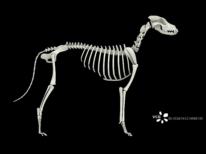 狗的骨骼系统，侧面图。图片素材