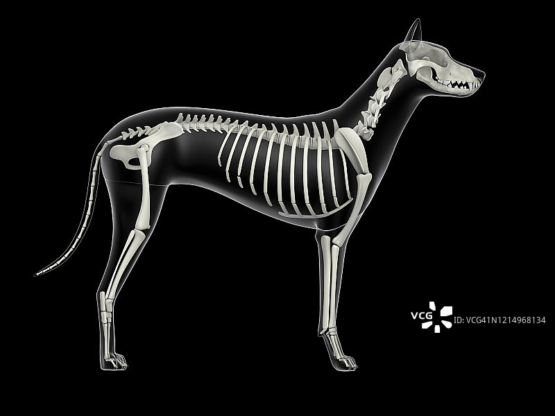 狗的骨骼系统，x光侧视图。图片素材