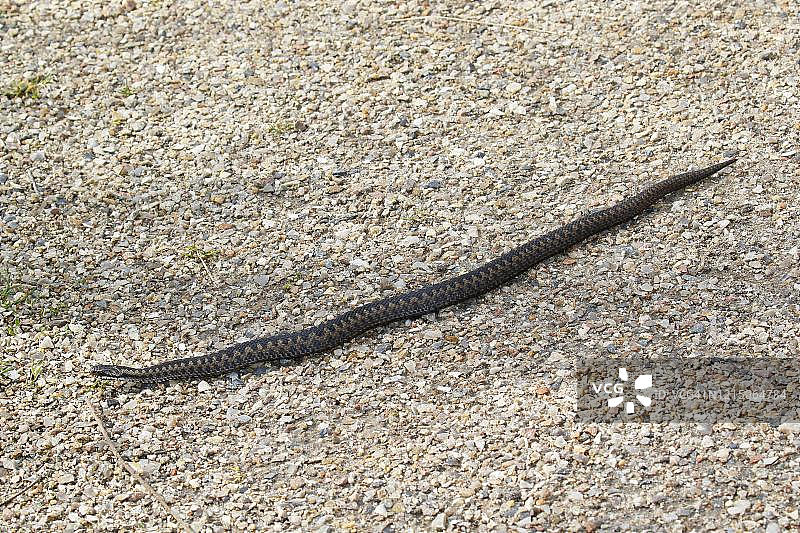 普通欧洲蝰蛇(Vipera berus)沿着一条小路蜿蜒，石勒苏益格-荷尔斯泰因，德国图片素材