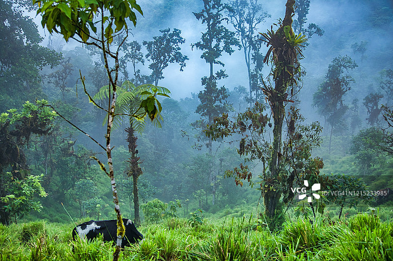 安第斯山脉上空云雾中的热带树木图片素材