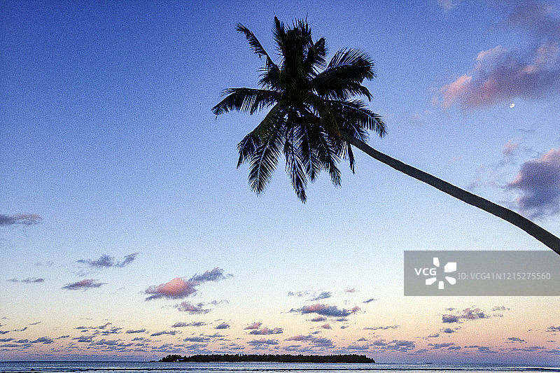 马尔代夫,椰树图片素材
