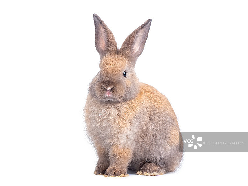 灰色可爱的兔子孤立地坐在白色的背景上。图片素材