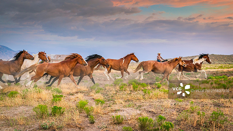 美国牛仔牧场主将一群年轻的野马带回家图片素材