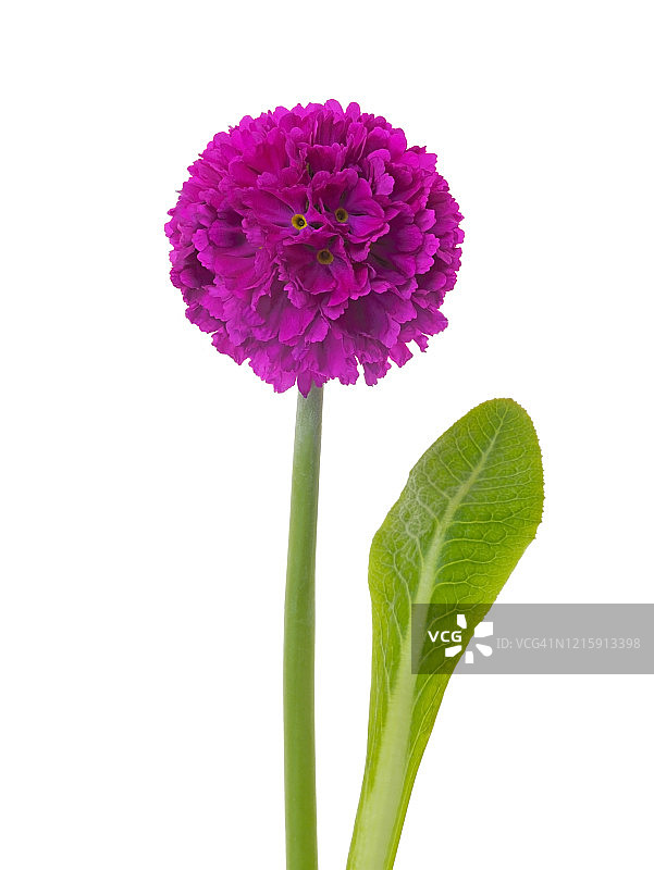 紫色竹报春花，叶白色。图片素材