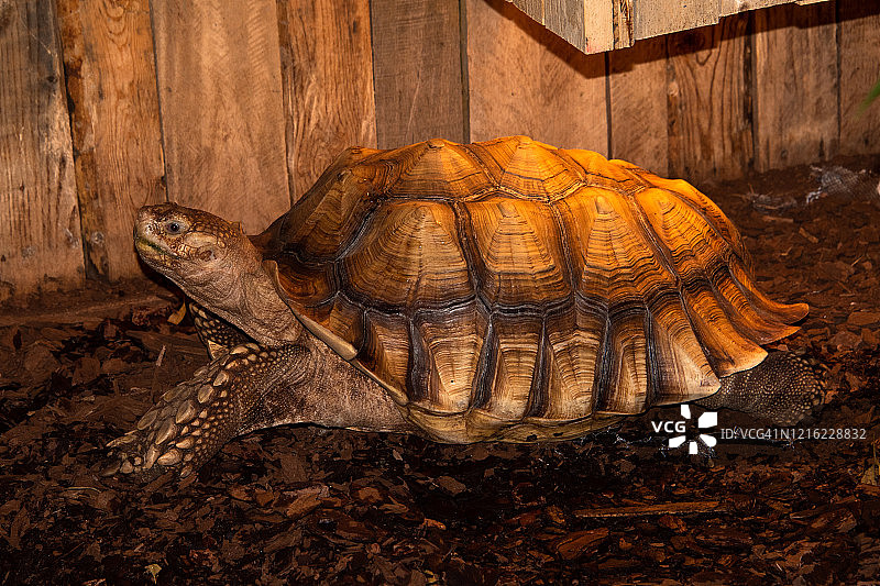 这是一只被圈养的金棕色非洲盾龟的全帧图像图片素材