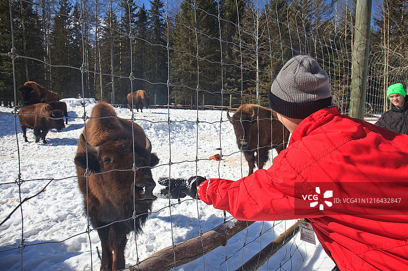 小男孩在冬天喂水牛或野牛图片素材