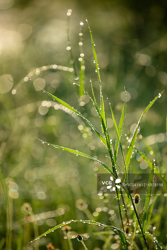 草地上的露珠和阳光图片素材