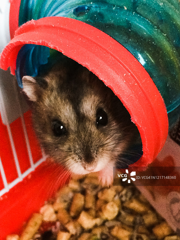 小小的准噶尔鼠，可爱的啮齿动物在家里的笼子里图片素材
