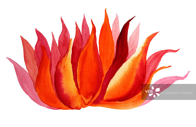 水彩手绘红色和橙色的火花莲花孤立在白色的背景创作艺术对象图片素材