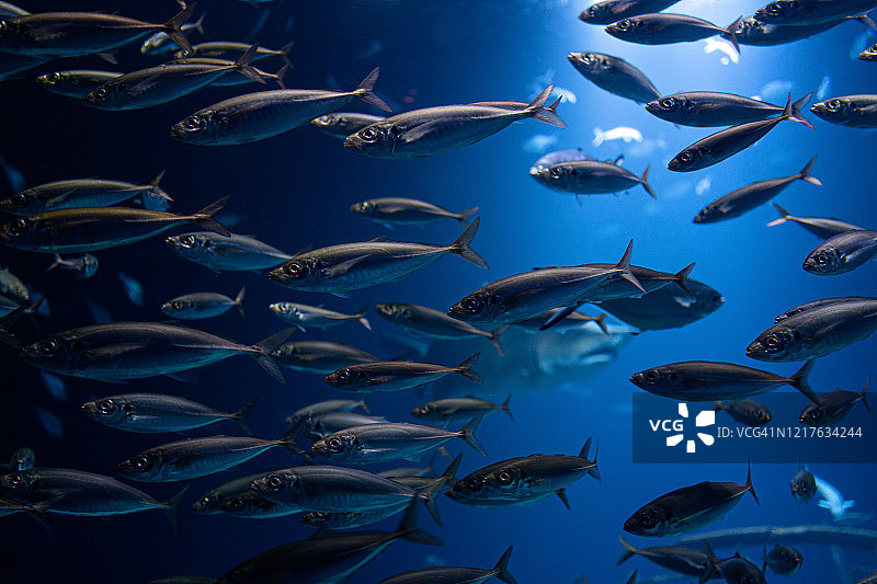 在深海中成群游动的大鱼群图片素材