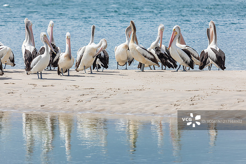 在自然环境中，澳大利亚鹈鹕在水边站成一排图片素材
