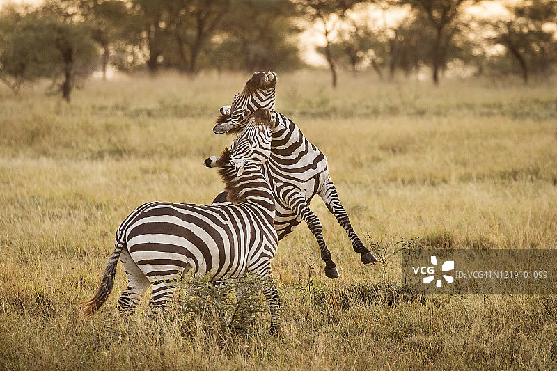 两只斑马在坦桑尼亚的塞伦盖蒂国家公园狩猎图片素材