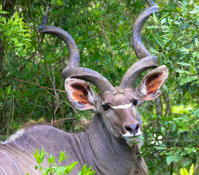 南非isimangalso湿地公园一只雄性大羚羊的正面视图图片素材