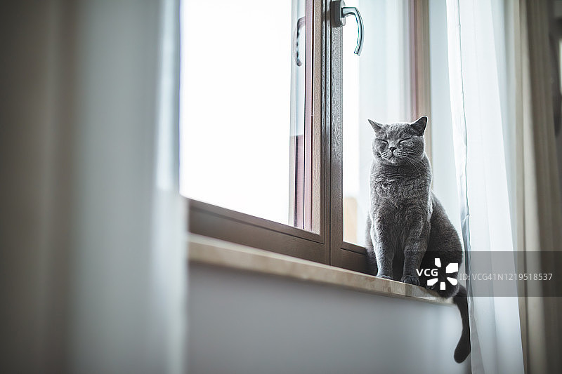 快乐的英国猫坐在窗台上，微笑着。图片素材