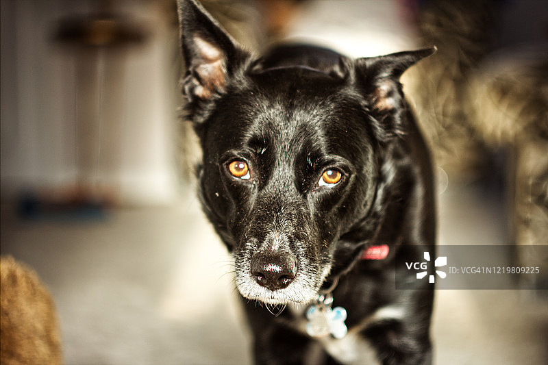 一只黑狗盯着摄像机图片素材