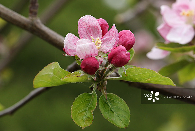 美丽的苹果树开花的树枝，苹果，生长在英国的一个领域。图片素材