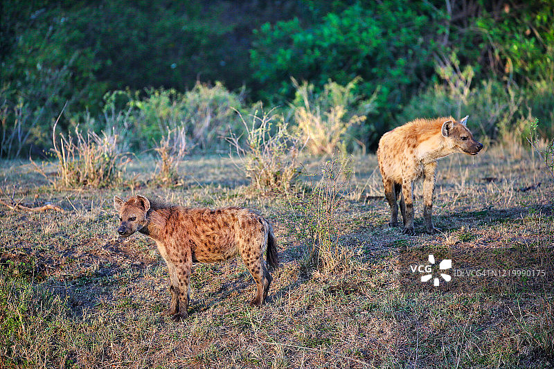 鬣狗在非洲图片素材