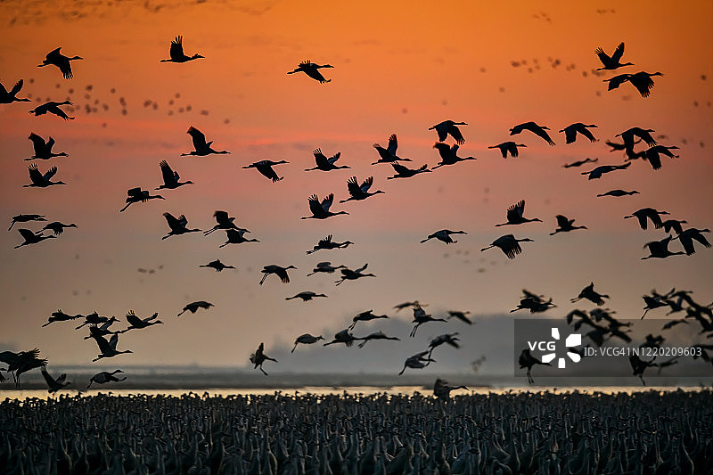内布拉斯加州伍德河附近黎明时分，沙丘鹤在普拉特河栖息的一大群鹤上空飞翔图片素材