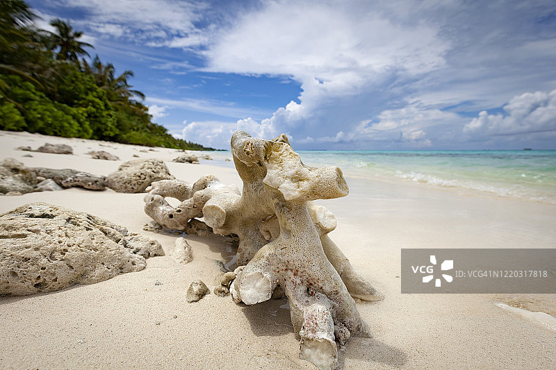 马尔代夫海滩上的珊瑚图片素材