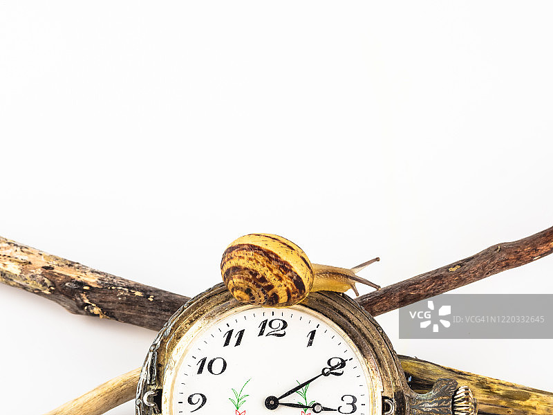 近距离的蜗牛在一个口袋时钟对白色的背景图片素材