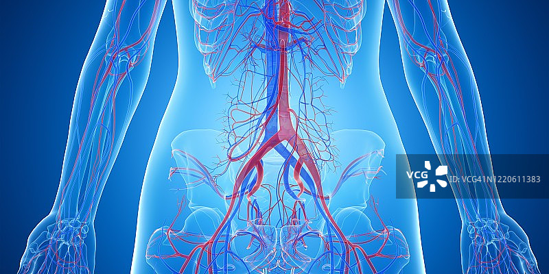 腹部血管，说明图片素材