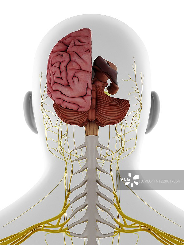 男性头部和颈部神经和大脑，插图图片素材
