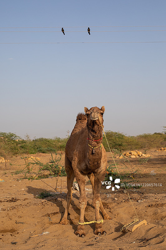塔尔沙漠骆驼肖像图片素材