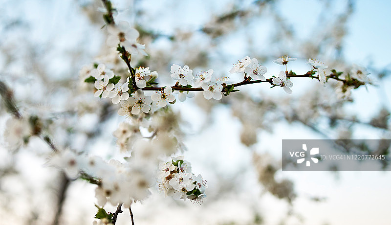 小枝日本梅花开花。图片素材